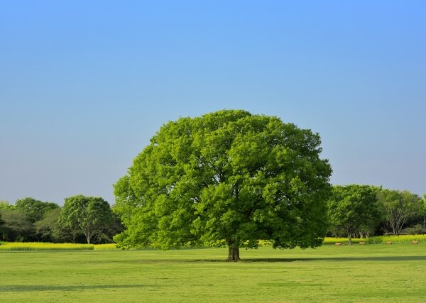 なぜライバルは集客に成功しているのか？ ホームページ集客の「大前提」と「2つの方法」